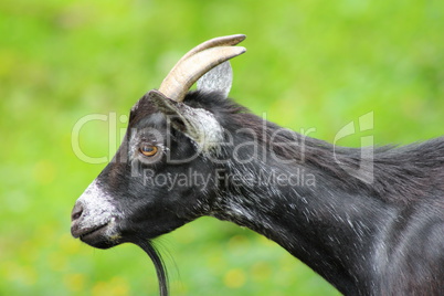 Black Goat