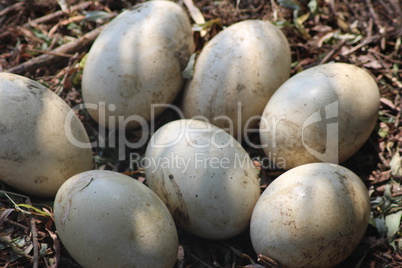 Ostrich Eggs