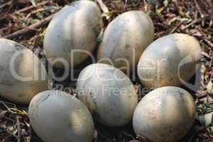 Ostrich Eggs