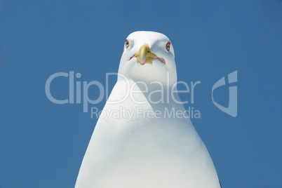 Head of a seagull.