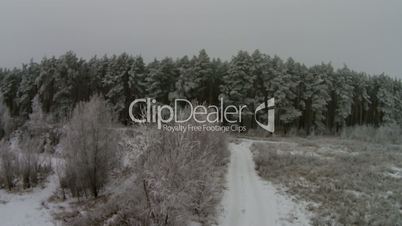 Winter forest, bird view