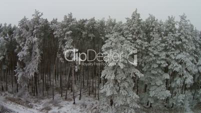 Winter forest, bird view