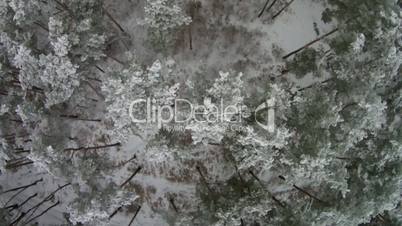 Flying over the winter forest