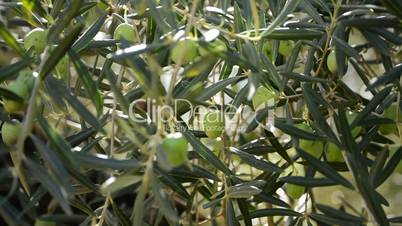Olives hanging at branch in tree