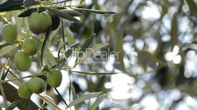 Olives hanging at branch of tree