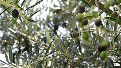 Olives hanging at branch of tree