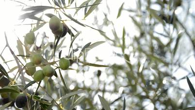 Olives hanging at tree at sunset