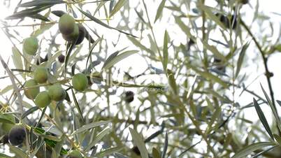 Olives hanging at tree