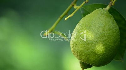 Lemon fruit hanging from a branch of tree in close up