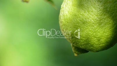 Lemon hanging from a branch of tree in close up
