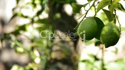 Lemons fruit hanging from a branch of tree in close up