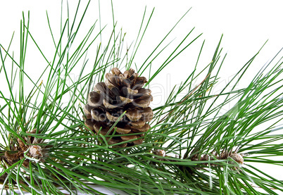 Pine branch and pine cone