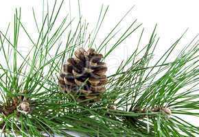 Pine branch and pine cone