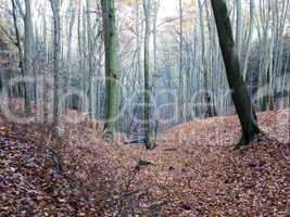 beech wood