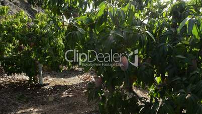 Panoramic of field of mango fruit in harvest