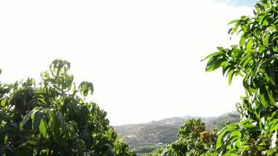 Collecting mango fruit in field tilt