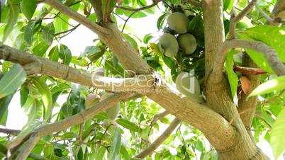 Worker collecting mango fruit hanging in tree with a pole