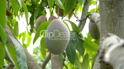 orker collecting mango fruit hanging in tree manually