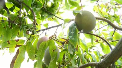 Collecting mango fruit manually