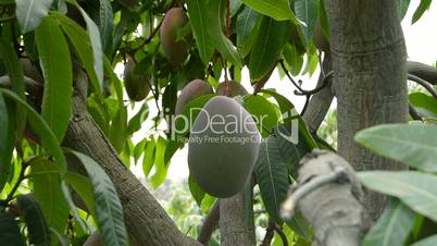 Worker collecting mango fruit hanging in tree manually