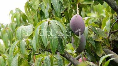 Harvest of mango tropical fruit in a plantation with a poleHarvest of mango tropical fruit in a plantation with a pole