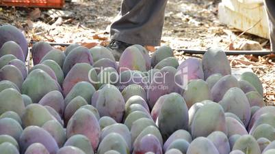 Collecting mango fruit