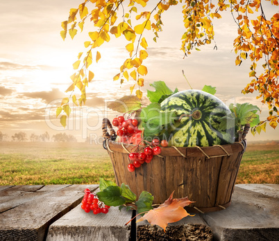 Basket with watermelons