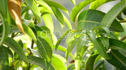 Leaves of mango tropical tree in a plantation