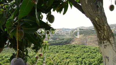 Fields of mango tree fruit
