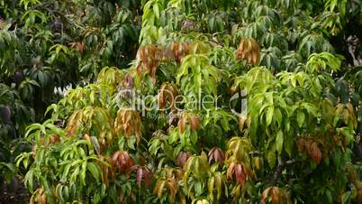Leaves and branch of mango tropical tree in a plantation