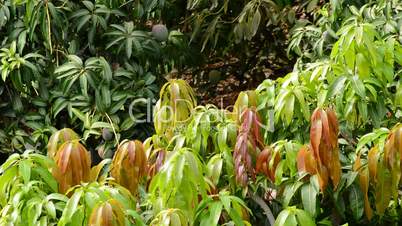 Leaves and branch of mango tropical tree in a plantation