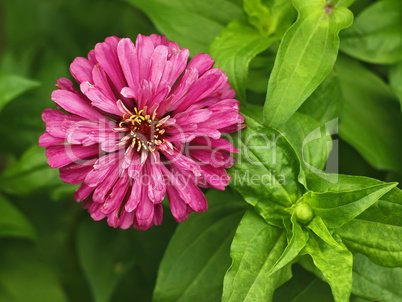 Red aster close-up