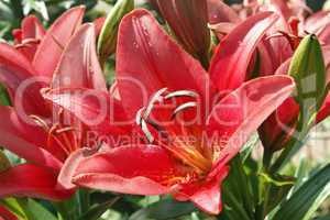 Red lily blooming
