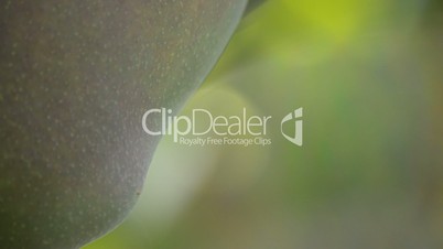 Mango tropical fruit hanging at branch of tree in close up