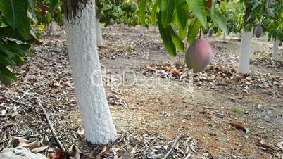 Mango tropical fruit hanging at branch of tree
