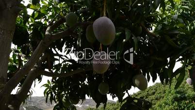Mango tropical fruit hanging at branch of tree in a plantation of tropical fruit trees, tilt