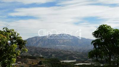 Mango tropical fruit tree with mountains at background