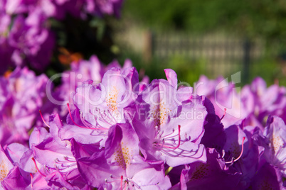 Rhododendron