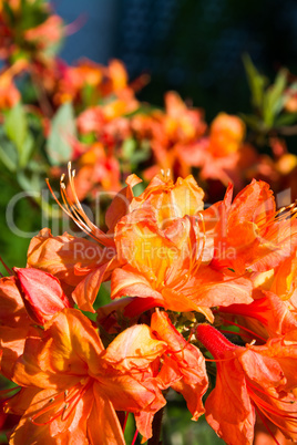 Rhododendron