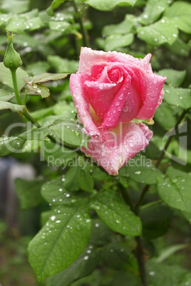 Rose with water drops