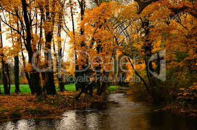 Bach und gelber Herbstwald