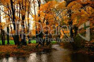 Bach und gelber Herbstwald
