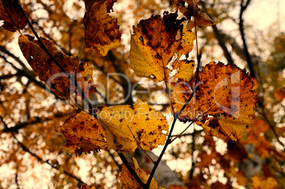 bunter herbst