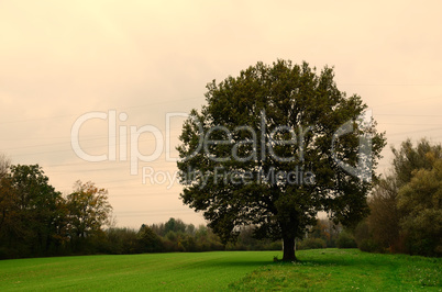 einzelner baum auf feld