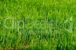 frisches gruenes gras