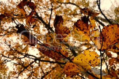 gelbe blaetter im herbst