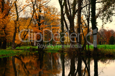 herbstwald und spiegelung im bach