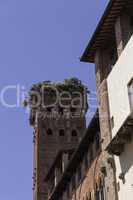 Tower of Palazzo Guinigi in Lucca