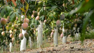 Plantation of mangoe fruit trees panoramic