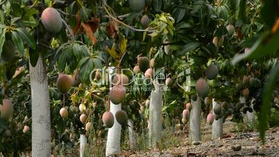 Mangoes tropical fruit hanging in a agriculture plantation of tropical fruit trees